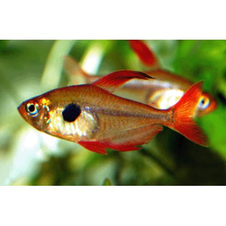 Phantom Red Tetra - Hyphessobrycon Swegiesi