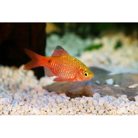 Rosy barb - Puntius Conchonius