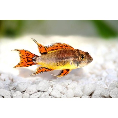 Apistogramma Cacatoides Double Red