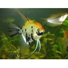Angel Koi (Pterophyllum) large