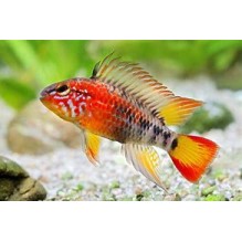 Apistogramma macmasteri (Macmaster's Apisto)