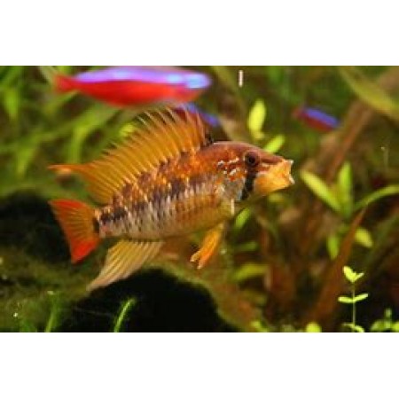 Apistogramma Viejita