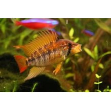 Apistogramma Viejita