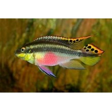 Kribensis
