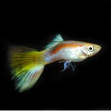 Guppies