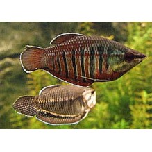 Vaillanti Gourami