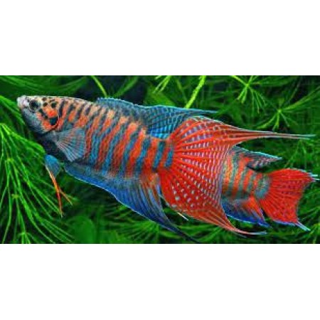 Paradise fish