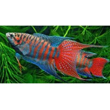 Paradise fish