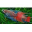 Paradise fish