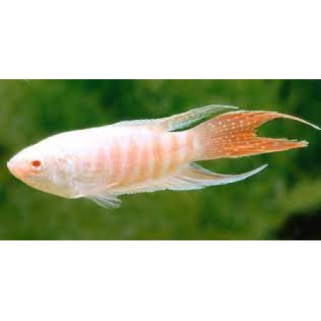Paradisefish Albino - Macrodus opercularis
