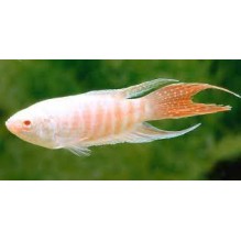 Paradisefish Albino - Macrodus opercularis