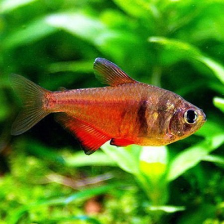 Red Flame Tetra
