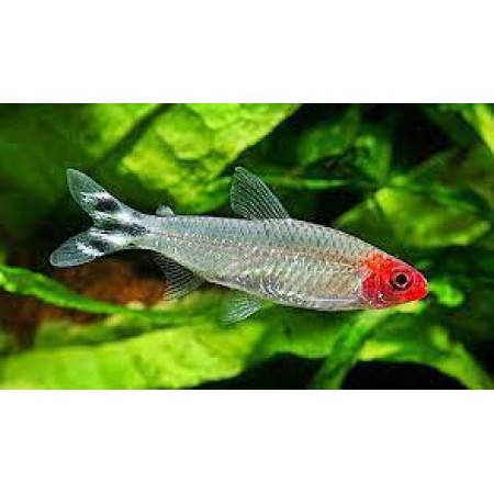 Rummynose - Hemiggrammus Rhodostomus