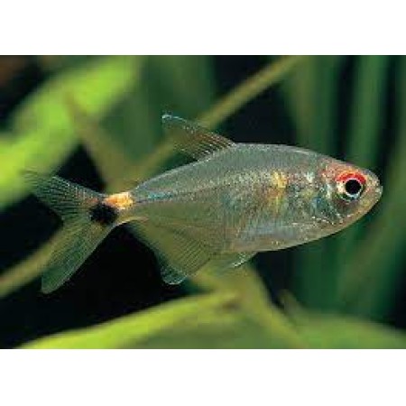 Beacon / Head and tail tetra- Hemigrammus Ocellifer