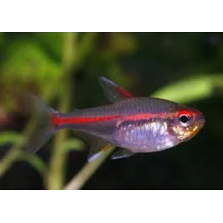 Glolight Tetra Hemigrammus Erthrozonus