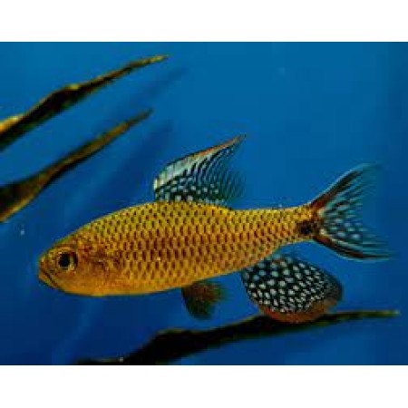 Sailfin Tetra - Crenuchus Spilurus