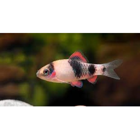 Panda/ melon Barb - Haludaria fasciata