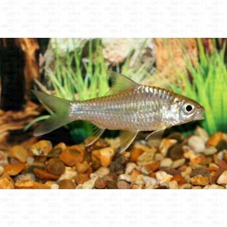 Lemon Barb - Hypsibarbus wetmorei