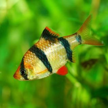 Tiger Barb -  Puntius tetrazona