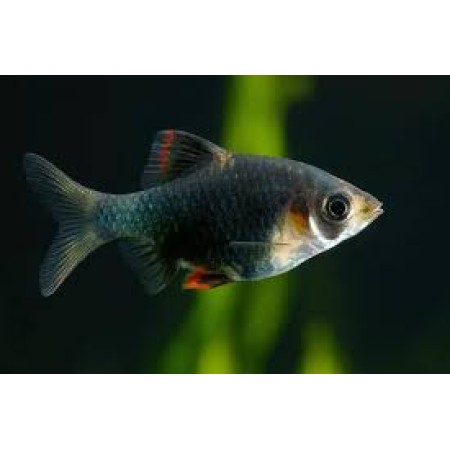 Jade/Green Tiger Barb -  Puntius tetrazona