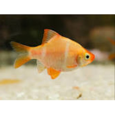 Gold Tiger Barb - Puntius Tetrazona