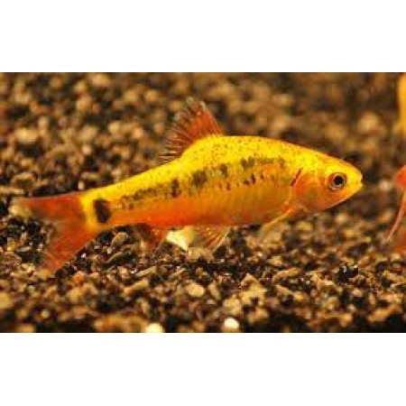 Shuberti Barb - Barbus Semifasciolatus