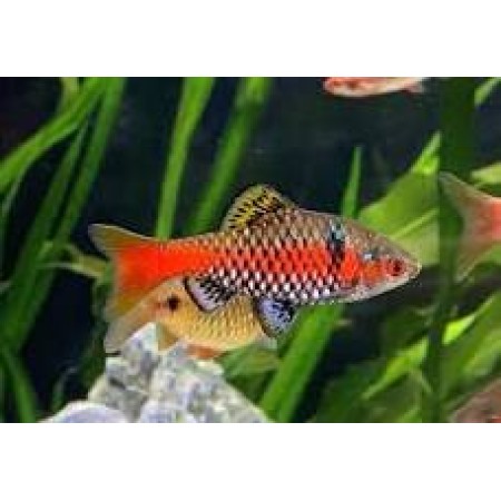 Odessa Barb - Pethia padamya