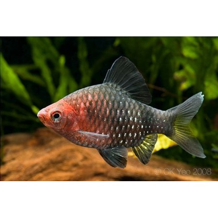 Ruby Barb - Punctius Nigrofasciatus