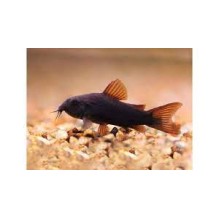 Black Venezuelan Cory - Corydoras schultzei