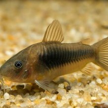 Bronze cory - Corydoras aeneus
