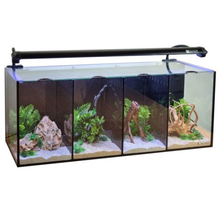 Betta Quad
