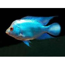 Flowerhorn 3 inch Blue silk