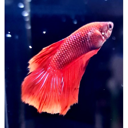 WYSIWYG12 SuperRed