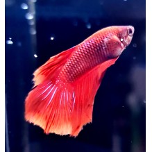WYSIWYG12 SuperRed