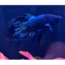 WYSIWYG16 Black Orchid Crowntail