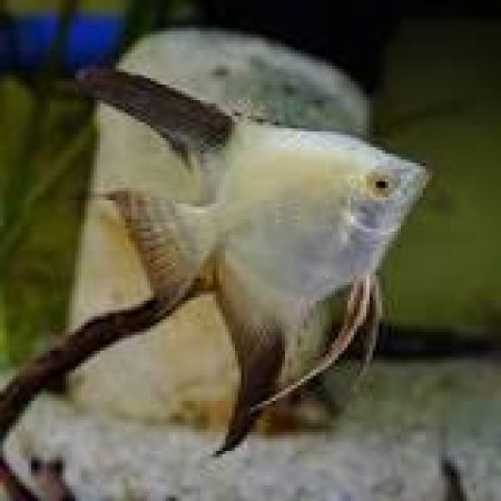 Angelfish Sealpoint