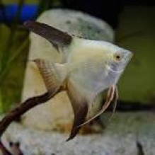Angelfish Sealpoint