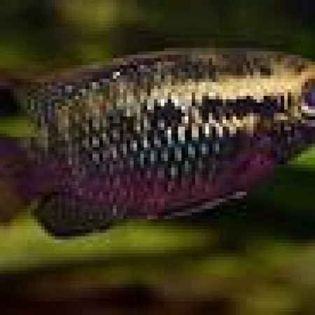 Redbreasted Acara