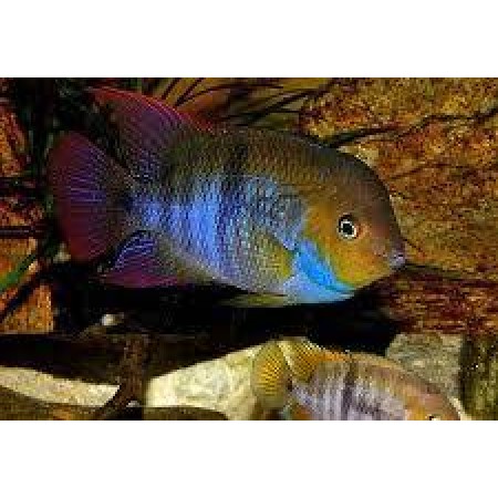 Sajica (T-Bar) cichlid