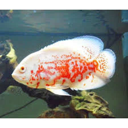 Oscar Albino Red Tiger 2"