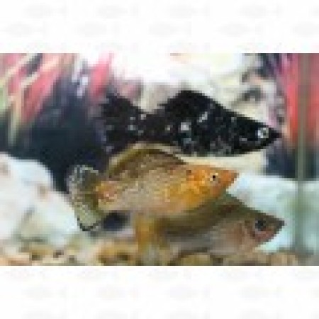Molly Sailfin