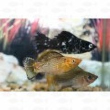 Molly Sailfin