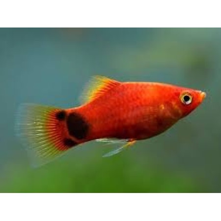 Platy Mickey mouse  x2