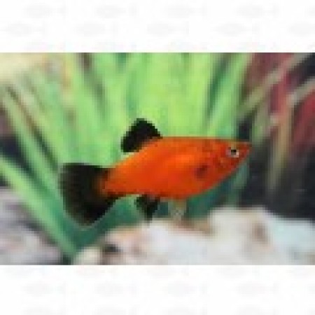 Platy Redwag