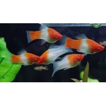 Sword koi x2