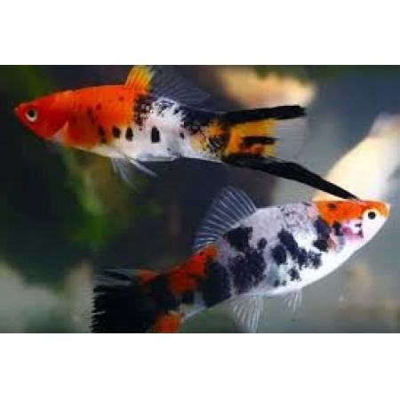 Sword Calico x2
