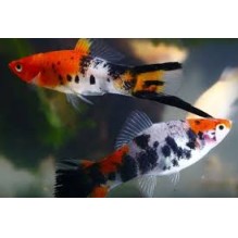 Sword Calico x2