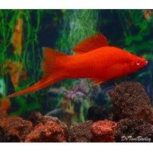 Livebearers