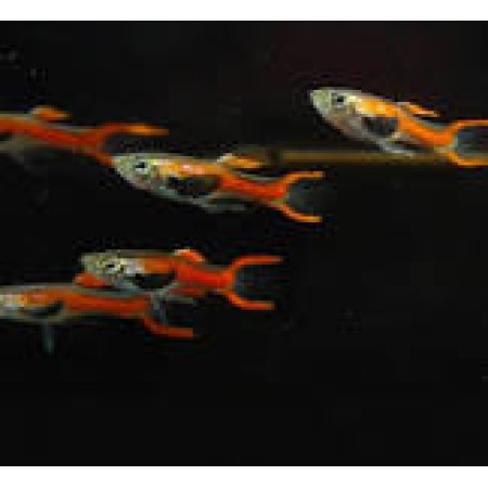 Endler Scarlet  (Poecillia Wingei)