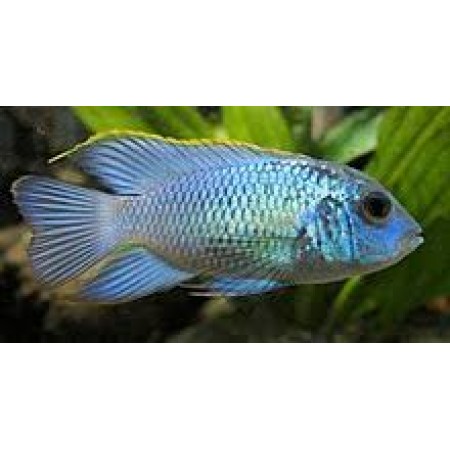 Blue electric acara Andinoacara Pulcher